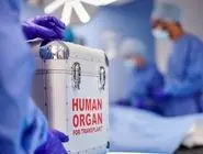 از سانحه تا ایثار؛ روایت مرگ مغزی و نجات جان بیماران