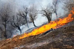 هشدار درباره وضعیت جنگل‌ها در ایران؛ آتش‌سوزی چند برابر شده است 