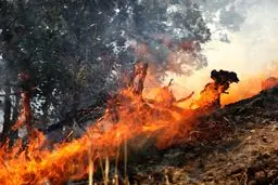آتش‌سوزی در میانکاله و کیاسر با واکنش سریع مهار شد