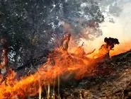 آتش‌سوزی در میانکاله و کیاسر با واکنش سریع مهار شد