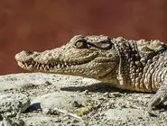 هشدار محیط زیست درباره احتمال خروج گاندوها از زیستگاه