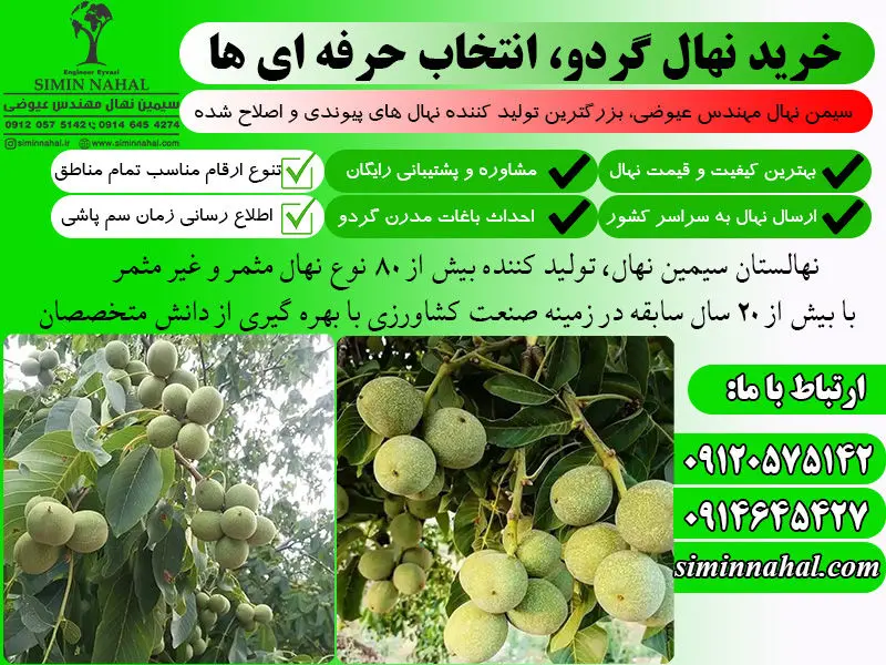 خرید نهال گردو پر بار و مقاوم به همراه مشاوره رایگان