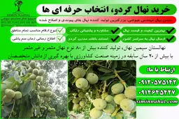 خرید نهال گردو پر بار و مقاوم به همراه مشاوره رایگان
