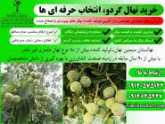 خرید نهال گردو پر بار و مقاوم به همراه مشاوره رایگان