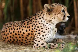 این هشدار جدی است؛ یوز ایرانی به خط پایان نزدیک شد