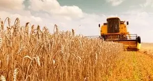 خبر مهم وزیر کشاورزی درباره قیمت خرید گندم