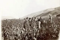 آزادسازی تولید تریاک؟ممنوعیت کشت خشخاش توسط طالبان، صنعت داروی ایران را با کمبود ماده اولیه مواجه کرد