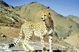 جزئیات یوزپلنگ تازه شناسایی شده در سمنان اعلام شد