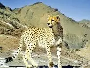 جزئیات یوزپلنگ تازه شناسایی شده در سمنان اعلام شد