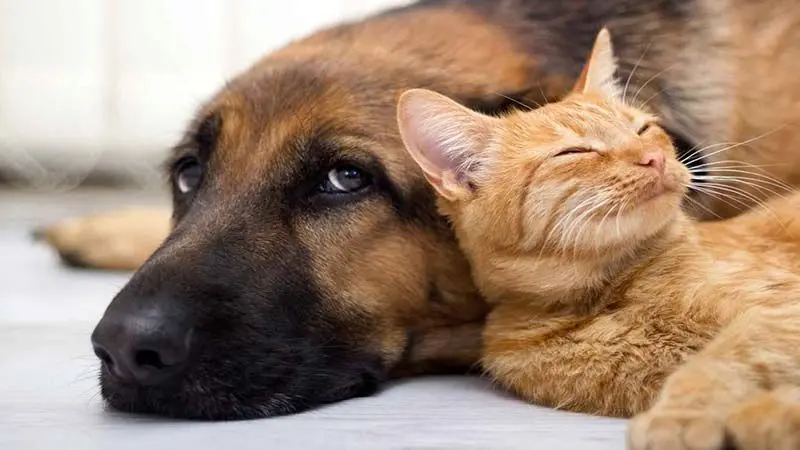 چگونه سگ و گربه را با هم نگه داریم؟