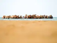می‌خواهم شتر شوم/درباره عکسی از حمام شترها در خلیج فارس