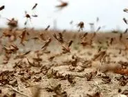 تصاویری از هجوم ملخ‌ها به خرم‌آباد