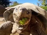 وداع باغ‌وحش سن‌دیگو با مسن‌ترین ساکن خود