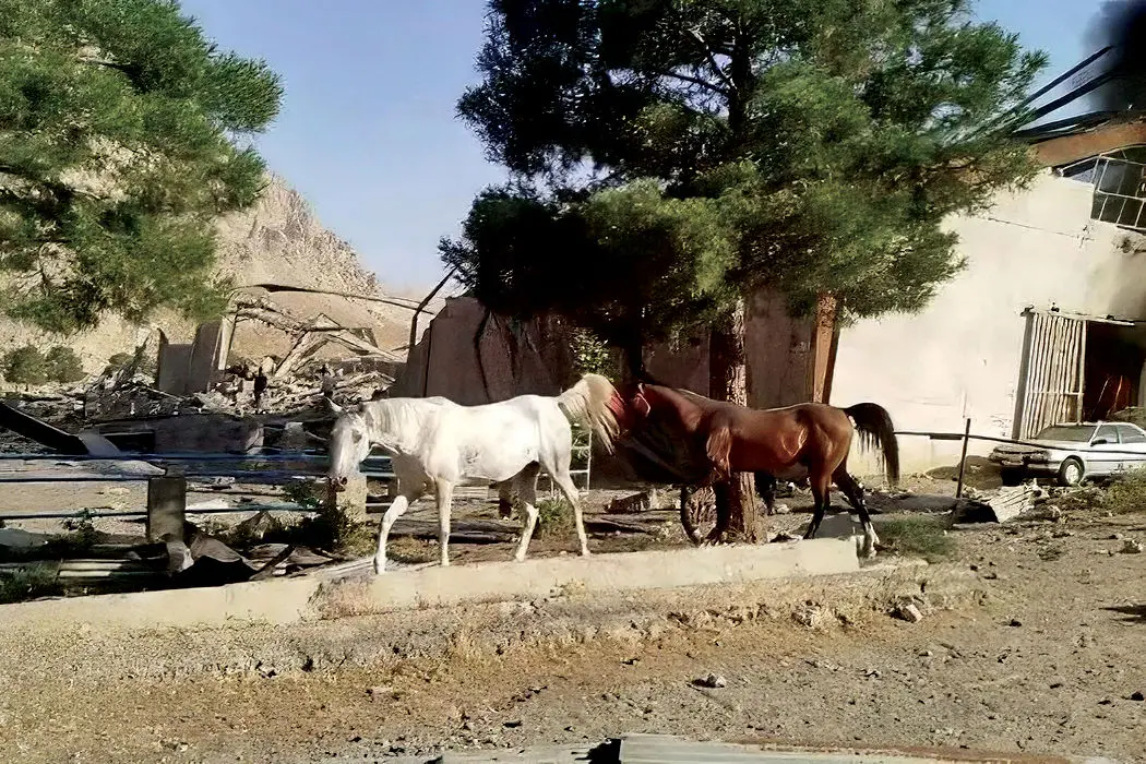 ترکش‌‏ها حیوانات را کشتند/گزارش هم‏‌میهن از نابودی پوشش گیاهی، رهاشدن حیوانات خانگی، خسارت به خاک و تلف شدن گونه‌‏های جانوری در حمله‏‌های اسرائیل به ایران