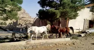 ترکش‌‏ها حیوانات را کشتند/گزارش هم‏‌میهن از نابودی پوشش گیاهی، رهاشدن حیوانات خانگی، خسارت به خاک و تلف شدن گونه‌‏های جانوری در حمله‏‌های اسرائیل به ایران