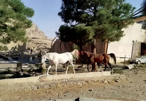 ترکش‌‏ها حیوانات را کشتند/گزارش هم‏‌میهن از نابودی پوشش گیاهی، رهاشدن حیوانات خانگی، خسارت به خاک و تلف شدن گونه‌‏های جانوری در حمله‏‌های اسرائیل به ایران