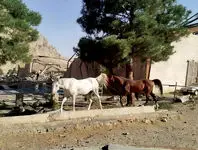 ترکش‌‏ها حیوانات را کشتند/گزارش هم‏‌میهن از نابودی پوشش گیاهی، رهاشدن حیوانات خانگی، خسارت به خاک و تلف شدن گونه‌‏های جانوری در حمله‏‌های اسرائیل به ایران