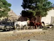 ترکش‌‏ها حیوانات را کشتند/گزارش هم‏‌میهن از نابودی پوشش گیاهی، رهاشدن حیوانات خانگی، خسارت به خاک و تلف شدن گونه‌‏های جانوری در حمله‏‌های اسرائیل به ایران