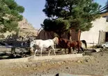 ترکش‌‏ها حیوانات را کشتند/گزارش هم‏‌میهن از نابودی پوشش گیاهی، رهاشدن حیوانات خانگی، خسارت به خاک و تلف شدن گونه‌‏های جانوری در حمله‏‌های اسرائیل به ایران