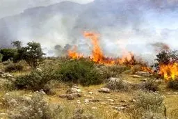 46  هزار هکتار اراضی ملی مرتعی و جنگلی ایران در آتش سوخت