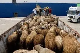ثبات قیمت گوسفند در میانگین کشوری؛ جزئیات نرخ دام زنده در تهران، فارس و یزد + جدول استان‌ها