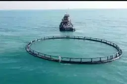 حفظ ذخایر ژنتیکی دریاها اولویت ملی است
