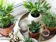15 تا از زیباترین و بهترین گل های آپارتمانی