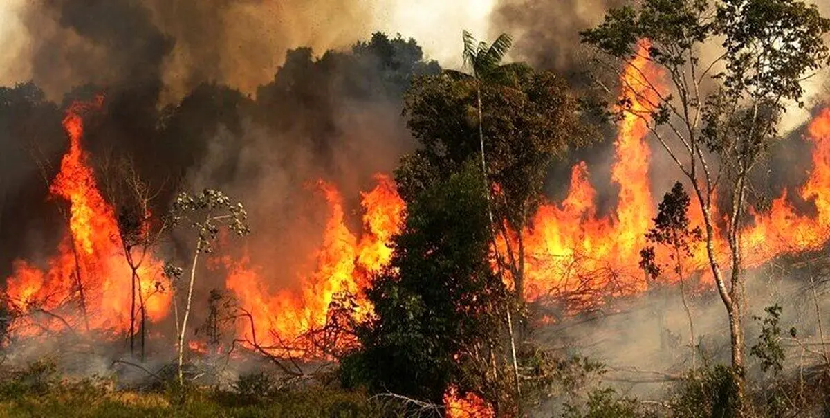 آخرین وضعیت آتش‌سوزی جنگل هیرکانی؛ استاندار: تاکنون ۸ هکتار درگیر شده است