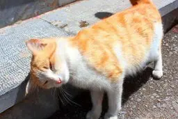 راز علاقه عجیب گربه‌ها به بتن فاش شد!