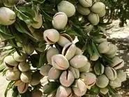 با خرید نهال بادام، چگونه درآمد خود را 7 برابر کنیم؟