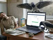 بلک فرایدی کلاغی/ماجرای کلاغ و آلودگی هوا/ قسمت چهارم