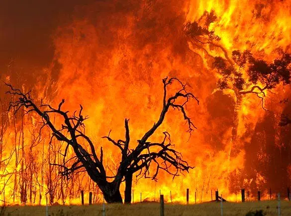 آتش‌سوزی در جنگل‌های هیرکانی؛ عملیات اطفا با کمک بالگرد ادامه دارد

