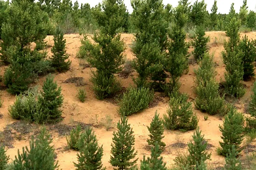 روز جهانی بیابانزدایی