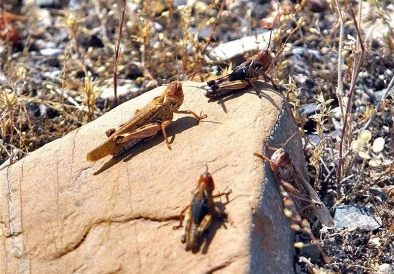 ویدئویی از حمله ملخها به آران و بیدگل