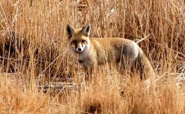 مرگ کودک ۳ ساله بر اثر روباه‌گزیدگی