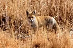 مرگ کودک ۳ ساله بر اثر روباه‌گزیدگی