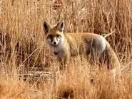 مرگ کودک ۳ ساله بر اثر روباه‌گزیدگی