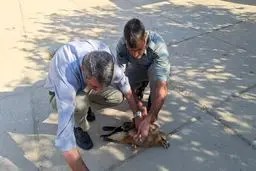 نجات یک عقاب زمستان‌گذران در خوزستان