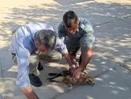 نجات یک عقاب زمستان‌گذران در خوزستان