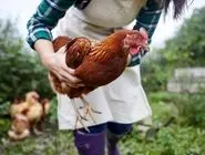 راهکارهای افزایش سود پرورش مرغ و خروس در روستا