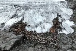 کشف تله ۱۵۰۰ ساله شکار گوزن شمالی در یخ‌های نروژ