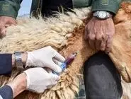 هشدار سازمان دامپزشکی: ۷۵٪ بیماری‌های نوپدید منشاء حیوانی دارند