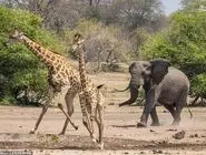 از فیل تا زرافه؛ آفریقا تنها پناهگاه حیوانات غول‌پیکر باقی‌مانده جهان