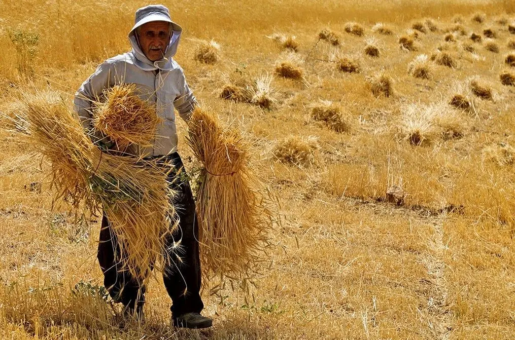پرداخت بیش از ۳۲۰۰ میلیارد تومان از مطالبات گندمکاران