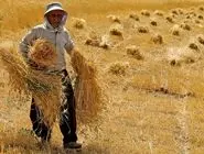 پرداخت بیش از ۳۲۰۰ میلیارد تومان از مطالبات گندمکاران