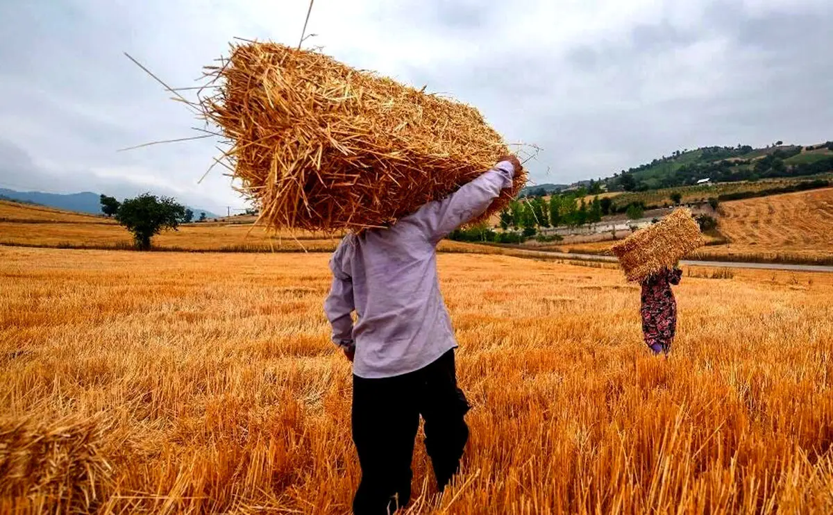 ۲۰ هزار میلیارد تومان به گندمکاران پرداخت شد