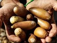 نان بلوط؛ راهکار بومی برای کاهش واردات گندم