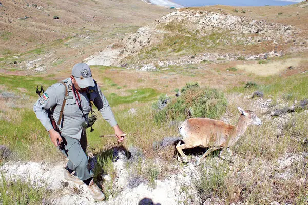 بررسی وضعیت محیط‌بانان در سال گذشته/مرگ ۱۴۰ محیط بان در ۳۷ کشور جهان
