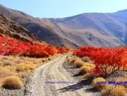 فرماندار گناباد: حمایت از تولید و صادرات سماق، ضرورتی ملی است