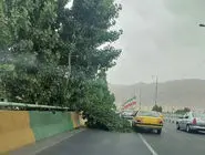 هشدار؛ وزش باد شدید و گردوخاک در تهران/ شکستن درختان در کرج